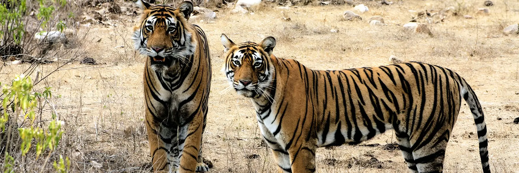 Delhi to Sariska Wildlife Tour