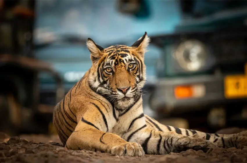 Heritage Rajasthan with Wildlife Tour