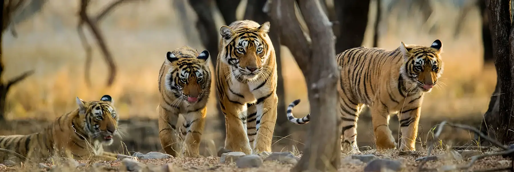 Jaipur Ranthambore Wildlife Package