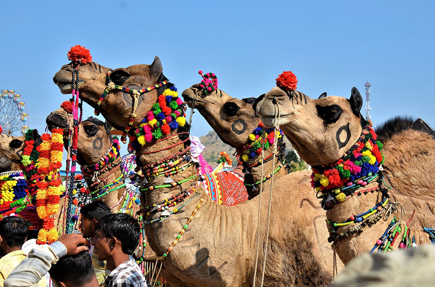 Golden Triangle with Pushkar Tour